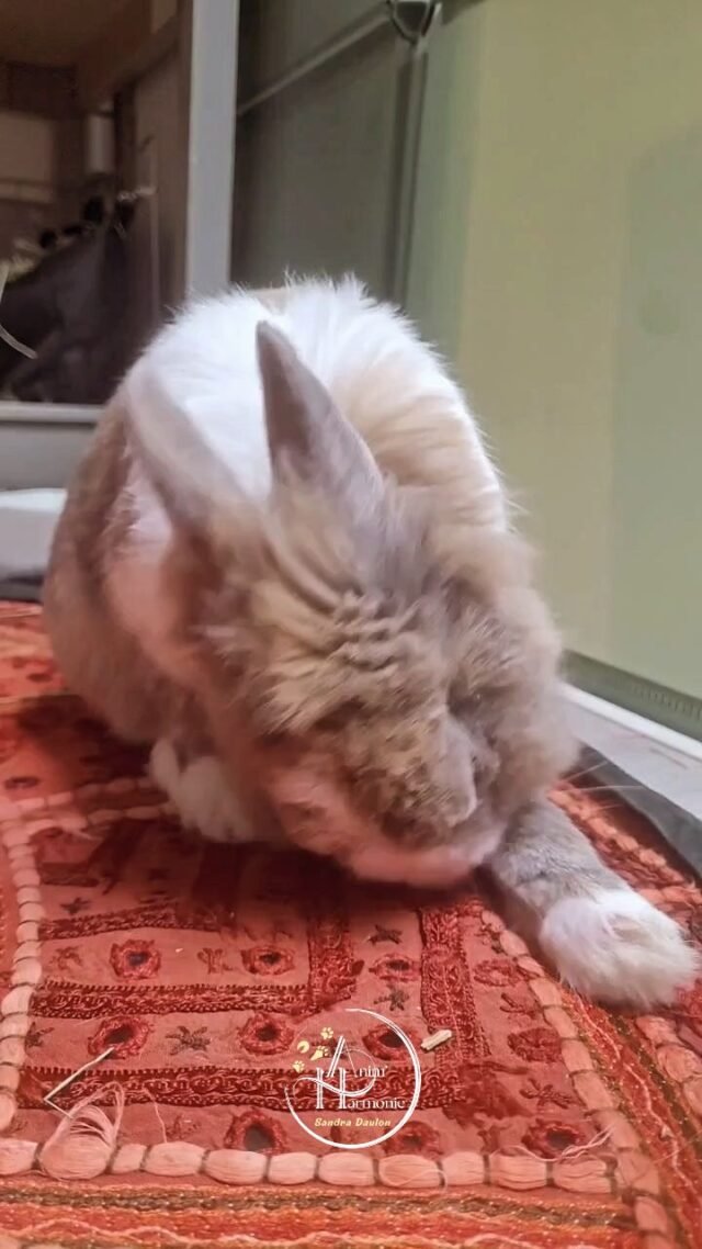 Un coach à domicile comme vous en avez toujours rêvé 🤸♂️🐰✌🏻Filou est un adorable petit lapin que j'ai sauvé de la rue et pour qui je suis famille d'accueil : il se fait beau pour être adopté via l'association @lespattounesheureuses 🙏🏻🫶🏻🐇 !#lapin #lapinnain #bienetreanimal #comportementaliste #adoptdontshop