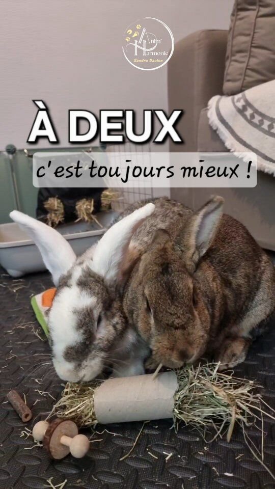 🐇𝗟𝗲𝘀 𝗹𝗮𝗽𝗶𝗻𝘀 𝗲𝗻 𝗰𝗮𝗽𝘁𝗶𝘃𝗶𝘁é 𝗻'𝗼𝗻𝘁 𝗽𝗹𝘂𝘀 𝗹𝗮 𝗽𝗼𝘀𝘀𝗶𝗯𝗶𝗹𝗶𝘁é 𝗱'𝗮𝗴𝗶𝗿 𝗹𝗶𝗯𝗿𝗲𝗺𝗲𝗻𝘁 comme il le ferait dans le milieu naturel !🎯 𝗩𝗼𝘁𝗿𝗲 𝗺𝗶𝘀𝘀𝗶𝗼𝗻 ?
Leur proposer habitat et mode de vie adaptés,
les + proches de ceux qu'ils auraient dans leur milieu,
avec la possibilité d'exprimer des comportements naturels : manger, courir, sauter, gratter, fuir, se défendre, explorer...💡Comment ?
𝗩𝗶𝗮 𝗗𝗘𝗦 𝗘𝗡𝗥𝗜𝗖𝗛𝗜𝗦𝗦𝗘𝗠𝗘𝗡𝗧𝗦 ✨️ : 𝗱𝗲 𝗹'𝗲𝗻𝘃𝗶𝗿𝗼𝗻𝗻𝗲𝗺𝗲𝗻𝘁, 𝗮𝗹𝗶𝗺𝗲𝗻𝘁𝗮𝗶𝗿𝗲𝘀, 𝗹𝘂𝗱𝗶𝗾𝘂𝗲𝘀 𝗲𝘁 𝗰𝗼𝗴𝗻𝗶𝘁𝗶𝗳𝘀, pour :🌿 𝗹𝗲𝘀 𝗢𝗖𝗖𝗨𝗣𝗘𝗥 𝗲𝘁 𝗟𝗘𝗦 𝗥𝗔𝗣𝗣𝗥𝗢𝗖𝗛𝗘𝗥 𝗱𝗲 𝗰𝗲 𝗾𝘂'𝗶𝗹𝘀 𝗳𝗲𝗿𝗮𝗶𝗲𝗻𝘁 𝗱𝗮𝗻𝘀 𝗹𝗮 𝗻𝗮𝘁𝘂𝗿𝗲
🌿 𝗱é𝘃𝗲𝗹𝗼𝗽𝗽𝗲𝗿 𝗹𝗲𝘂𝗿 𝗖𝗢𝗚𝗡𝗜𝗧𝗜𝗢𝗡 /𝗹𝗲𝘀 𝗜𝗡𝗧𝗘𝗥𝗔𝗖𝗧𝗜𝗢𝗡𝗦 𝗲𝘁 𝗿𝗲𝗹𝗮𝘁𝗶𝗼𝗻𝘀 𝗮𝘃𝗲𝗰 𝗹𝗲𝘀 𝗰𝗼𝗻𝗴é𝗻è𝗿𝗲𝘀,
🌿 𝗹𝗲𝘂𝗿 𝗽𝗲𝗿𝗺𝗲𝘁𝘁𝗿𝗲 𝗱𝗲 𝗖𝗥É𝗘𝗥 𝗲𝘁 𝗗É𝗩𝗘𝗟𝗢𝗣𝗣𝗘𝗥 𝗨𝗡 𝗟𝗜𝗘𝗡 𝗮𝘃𝗲𝗰 𝗻𝗼𝘂𝘀 !💸❎️ 𝗣𝗮𝘀 𝗯𝗲𝘀𝗼𝗶𝗻 𝗱𝗲 𝗳𝗮𝗶𝗿𝗲 𝗳𝗼𝗿𝗰é𝗺𝗲𝗻𝘁 𝗰𝗼𝗺𝗽𝗹𝗶𝗾𝘂é 𝗻𝗶 𝗰𝗼û𝘁𝗲𝘂𝘅 !▪️Friandises dans rouleau de 🧻 rempli de foin
▪️Nourriture non habituelle : verdure, herbes, légumes, fruits, aromatiques
▪️Fagots de bois de fruitiers, noisetier, bouleau
▪️Verdure accrochée sur des fils en hauteur
▪️Bac à creuser, rempli de terre végétale non traitée et enrichie de racines de pissenlit pour répondre à leur besoin de fouisser
▪️Bac à fouille rempli de foin & friandises ou de simples feuilles de 📰 froissées dans lesquelles sont cachées des friandises⚠️ 𝗕𝗶𝗲𝗻 𝘃𝗮𝗿𝗶𝗲𝗿 𝗹𝗲𝘀 𝗲𝗻𝗿𝗶𝗰𝗵𝗶𝘀𝘀𝗲𝗺𝗲𝗻𝘁𝘀 𝗽𝗼𝘂𝗿 𝗻𝗲 𝗽𝗮𝘀 𝗹𝗮𝘀𝘀𝗲𝗿 𝗲𝘁 𝘀𝘁𝗶𝗺𝘂𝗹𝗲𝗿 𝗰𝘂𝗿𝗶𝗼𝘀𝗶𝘁é & 𝗰𝗼𝗴𝗻𝗶𝘁𝗶𝗼𝗻 !👌🏻 𝗣𝗿é𝗽𝗮𝗿𝗲𝗿 4 𝗼𝘂 5 𝘀𝗲𝘁𝘀 𝗱𝗲 𝗷𝗲𝘂𝘅 𝗱𝗶𝘃𝗲𝗿𝘀 𝗺é𝗹𝗮𝗻𝗴é𝘀 (ludiques, cognitifs…) dans des boites séparées 𝗲𝘁 𝗳𝗮𝗶𝗿𝗲 𝘂𝗻 𝗿𝗼𝘂𝗹𝗲𝗺𝗲𝗻𝘁 : 1 set différent/semaine !📹🐰🐰 : Anouki et Newton en garde à la 🏡#enrichissementanimal #bienetreanimal #comportementalisteanimalier #comportementdulapin #ethologiedulapin