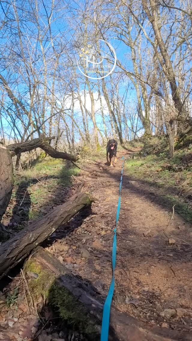 📌 "La confiance s'acquiert, elle ne se demande pas : qui la mérite n'a pas besoin de la demander."
Emile de GirardinUne relation basée sur la confiance mutuelle, le respect des besoins de chacun et la joie de partager des moments de vie simples mais pourtant si incroyables ensemble ?Un rêve que vous aimeriez voir devenir réalité 🙏🏻?
C'est à votre portée ☀️ !
Laissez-moi vous guider pour y accéder 🐾❤️‍🔥#bienetreanimal #comportementalisteanimalier #monchienmonamour #comportementalistecanin #stopabandon #comportementanimal #educationpositivechien #petlover #comportementcanin #comportementalistelapin #comportementduchat #comprtementalisteequin #educationbienveillante #educationpositive #comportementalistefelin #monchatmonamour #monlapinnain #ethologie #comprendresonchien #comprendresonchat #comprendresoncheval #comprendresonlapin