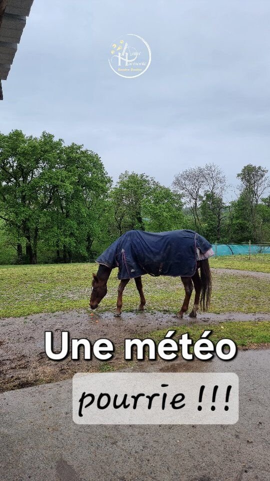 Pluie incessante depuis des jours 🌧
=
chevaux en extérieur éprouvés 😬
... à chouchouter 🥰 !Et c'est là que le TREAT SEARCH
est aussi ton allié 🍎🥕🍏🍌🫘 !Facile et rapide à mettre en oeuvre, favorisant le mouvement lent exploratoire et stimulant tous les sens... 👀👃🧠🔎 et auto-renforcé 🔄 !!!😃 Et toi c'est quoi tes tips pour enrichir et embellir la vie de ton équidé 🐎 quand les conditions météorologiques sont dégradées ?