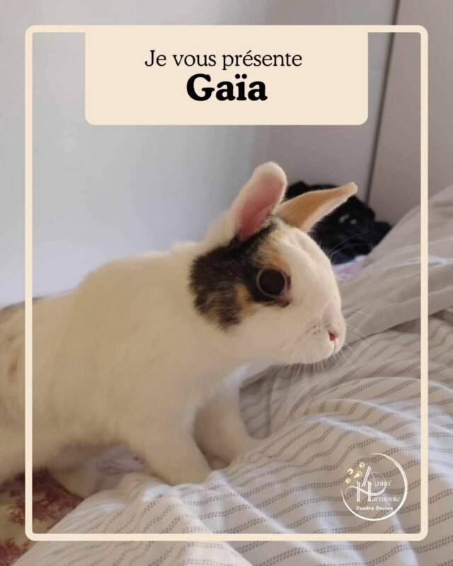 Je vous présente aujourd'hui... Gaïa 🐇 !🐾 Son histoire 🐾
Petite lapine de 2 ans, stérilisée en semi-liberté, Gaïa m’a été présentée comme très destructrice depuis toujours, y compris en présence de son humaine, malgré aménagements et protections de l'environnement.
Outre de grosses inquiétudes pour sa santé, son humaine déplorait aussi une dégradation de la relation, se répercutant aussi sur son nouveau congénère Sandro...
Elle avait envie de mieux la comprendre, pouvoir enfin répondre à ses besoins et la rendre plus heureuse.🙋🏻♀️✨ Après un bilan comportemental et relationnel et séance de suivi, nous avons travaillé...🐰 La restructuration progressive de l’alimentation et la sécurisation de l’environnement en priorité afin d’assurer sa sécurité
🐰 Le réaménagement du lieu de vie et son enrichissement pour répondre aux besoins éthologiques
🐰 L’amélioration de la lecture du langage corporel et des signaux de communication des lapins
🐰 L’augmentation du temps de qualité avec son humaine pour développer relation et confiance réciproque🐾 Les 1ers résultats ne se sont pas fait attendre (cf témoignage de Chloé, son humaine de référence, sur la dernière slide), Gaïa et son congénère Sandro ont progressé encore au fil de leur suivi et progressent encore aujourd'hui !
Son humaine est plus sereine et heureuse, elle sent ses lapins épanouis et sa relation avec eux est durablement embellie 🐇🐇 !#comportementalisteanimalier #comportementalistelapin #comportementdulapin #methodespositives #bienetreanimal monlapinnain problemesdecomportement