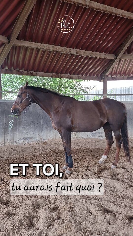 Quand un cheval 🐎 se retrouve dans un environnement stressant,
𝗲𝗻 𝘁𝗮𝗻𝘁 𝗾𝘂𝗲 𝗯𝗼𝗻𝗻𝗲 𝗽𝗿𝗼𝗶𝗲 𝗾𝘂𝗶 𝘀𝗲 𝗿𝗲𝘀𝗽𝗲𝗰𝘁𝗲,
𝗽𝗼𝘂𝗿 𝘀𝗮 𝘀𝘂𝗿𝘃𝗶𝗲, 𝘁𝗼𝘂𝘀 𝘀𝗲𝘀 𝘀𝗲𝗻𝘀 𝘀𝗲𝗿𝗼𝗻𝘁 𝗲𝗻 𝗮𝗹𝗲𝗿𝘁𝗲
et 𝗽𝗿ê𝘁𝘀 à 𝗳𝘂𝗶𝗿 𝗲𝗻 1𝗲𝗿 𝗹𝗶𝗲𝘂 - au moins 𝘀𝗲 𝘀𝗼𝗿𝘁𝗶𝗿 𝗹𝗲 + 𝘃𝗶𝘁𝗲 𝗽𝗼𝘀𝘀𝗶𝗯𝗹𝗲 (y compris n'importe comment 😱)
𝗱𝘂 𝗴𝘂𝗲𝘁-𝗮𝗽𝗲𝗻𝘀 𝗽𝗲𝗿ç𝘂 (même si pas forcément réel
de notre point de vue d'humain).𝗦𝘂𝗺𝗺𝗲𝗿 𝗮𝘆𝗮𝗻𝘁 𝗱𝘂 𝗺𝗮𝗹 à 𝗴é𝗻é𝗿𝗮𝗹𝗶𝘀𝗲𝗿 𝗹𝗲𝘀 𝗰𝗼𝗻𝘁𝗲𝘅𝘁𝗲𝘀 𝗲𝗻 𝗴é𝗻é𝗿𝗮𝗹 (merci les expériences traumatiques précoces l'ayant marquée à vie...), les situations générant du stress peuvent être vraiment très (trop) compliquées
à gérer pour elle.𝗔𝗹𝗼𝗿𝘀 𝘃𝗲𝗶𝗹𝗹𝗲𝗿 à 𝘁𝗿𝗮𝘃𝗮𝗶𝗹𝗹𝗲𝗿 𝗲𝗻 𝗿é𝗵𝗮𝗯𝗶𝗹𝗶𝘁𝗮𝘁𝗶𝗼𝗻 𝗰𝗼𝗺𝗽𝗼𝗿𝘁𝗲𝗺𝗲𝗻𝘁𝗮𝗹𝗲 𝘁𝗼𝘂𝗷𝗼𝘂𝗿𝘀 𝗲𝗻 𝗱𝗲𝘀𝘀𝗼𝘂𝘀 𝗱𝗲 𝘀𝗼𝗻 𝘀𝗲𝘂𝗶𝗹 𝗱𝗲 𝘁𝗼𝗹é𝗿𝗮𝗻𝗰𝗲 - pas bien haut de base mais abaissé dans des situations comportant un cumul de stimuli anxiogènes - 𝗲𝘀𝘁 𝗽𝗿𝗶𝗺𝗼𝗿𝗱𝗶𝗮𝗹.𝗟𝗼𝗿𝘀𝗾𝘂𝗲 𝗷𝗲 𝗹'𝗮𝗶 𝗿é𝗰𝘂𝗽é𝗿é𝗲, 𝘂𝗻𝗲 𝘁𝗲𝗹𝗹𝗲 𝘀𝗼𝗿𝘁𝗶𝗲 𝗱𝗮𝗻𝘀 𝗰𝗲𝘀 𝗰𝗼𝗻𝗱𝗶𝘁𝗶𝗼𝗻𝘀 𝗺é𝘁é𝗼𝗿𝗼𝗹𝗼𝗴𝗶𝗾𝘂𝗲𝘀 🌧 𝘂𝗻 𝗷𝗼𝘂𝗿 𝗱𝗲 𝗻𝗲𝘁𝘁𝗼𝘆𝗮𝗴𝗲 𝗱𝗲𝘀 𝗯𝗼𝘅 🚜 🛺 𝗮𝘂𝗿𝗮𝗶𝘁 𝗶𝗻é𝘃𝗶𝘁𝗮𝗯𝗹𝗲𝗺𝗲𝗻𝘁 𝗰𝗼𝗻𝗱𝘂𝗶𝘁 à 𝗹'𝗮𝗰𝗰𝗶𝗱𝗲𝗻𝘁 💥.✨️ Voici ce qu'elle arrive maintenant à proposer 🌿,
et derrière à pouvoir se concentrer sur des demandes simplifiées la gardant toujours en conditions de réussite !💯 𝗟𝗲𝘀 𝗺𝗲𝗶𝗹𝗹𝗲𝘂𝗿𝗲𝘀 𝗶𝗱é𝗲𝘀 𝘀𝗼𝗻𝘁 𝘀𝗼𝘂𝘃𝗲𝗻𝘁 𝗹𝗲𝘀 + 𝘀𝗶𝗺𝗽𝗹𝗲𝘀, 𝗽𝗮𝘀 𝗯𝗲𝘀𝗼𝗶𝗻 𝗱𝗲 𝗰𝗵𝗲𝗿𝗰𝗵𝗲𝗿 𝗯𝗶𝗲𝗻 𝗹𝗼𝗶𝗻 𝗽𝗼𝘂𝗿 𝗲𝗻 𝘁𝗿𝗼𝘂𝘃𝗲𝗿 !#comportementalisteequin #methodespositives #bienetreanimal #comportementalisteanimalier #méthodelima