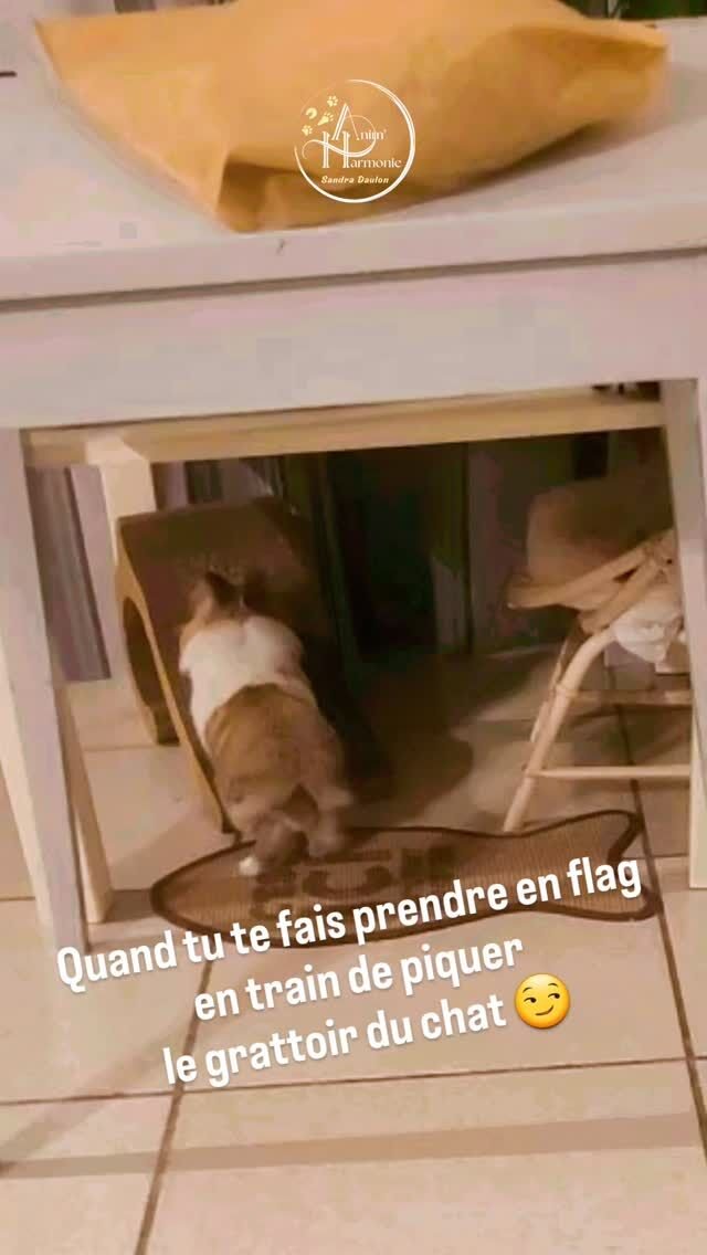 Quand tes lapins piquent les grattoirs de ton chat, se font prendre en flag et font style "non rien, je suis là vraiment par hasard " 🤣🤣🤣#rabbitlover #rabbitofinstagram #bienetreanimal #methodespositives #catoﬁnstagram
