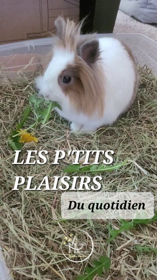 ENRICHIR le quotidien de ses lapins 🐰 et autres petits mammifères 🐹🐭 ?Un CASSE-TÊTE 🤯... qui peut ne pas en être un 💡!➡️ Des idées SIMPLES,
➡️ FACILES et RAPIDES à mettre en oeuvre,
➡️ Qui RESPECTENT leurs besoins,
➡️ DÉVELOPPENT votre lien,Sans nuire à votre budget 💸 ?Vous les découvrirez au cours de mes ateliers thématiques funs et ludiques ✨️ !Contactez-moi en mp pour en discuter 🙋🏻‍♀️🌿#bienetreanimal #comportementanisteanimalier #monlapinnain #comportementalistelapin #adoptionlapin