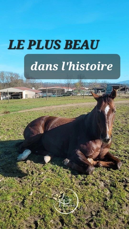 Dans chaque histoire de vie avec un animal,
le plus beau c'est le chemin
parcouru ensemble ✨️Un petit pas après l'autre 👣...✨️ Communication
✨️ Complicité
✨️ ConfianceUn jour,
je vous raconterai son histoire 🐴.
Notre histoire 🌿.🙋🏻‍♀️ En attendant je vous accompagne
pour écrire la votre avec votre animal,
et faire en sorte que ce chemin
soit le plus beau possible ♥️🐾.#bienetreanimal #comportementalistecanin #comportementalistefelin #comportementalisteequin #comportementalistelapin