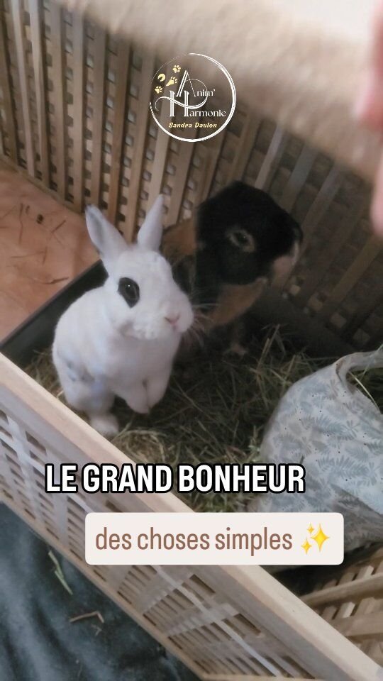 Les plus grands Bonheurs résident dans les moments de vie les plus simples ✨️Prendre le temps de les apprécier à leur juste valeur... et savourer 🤍🐾 !#bienetreanimal #metierpassion❤️ #methodespositives #comportementalisteanimalier #petsitterslife❤️