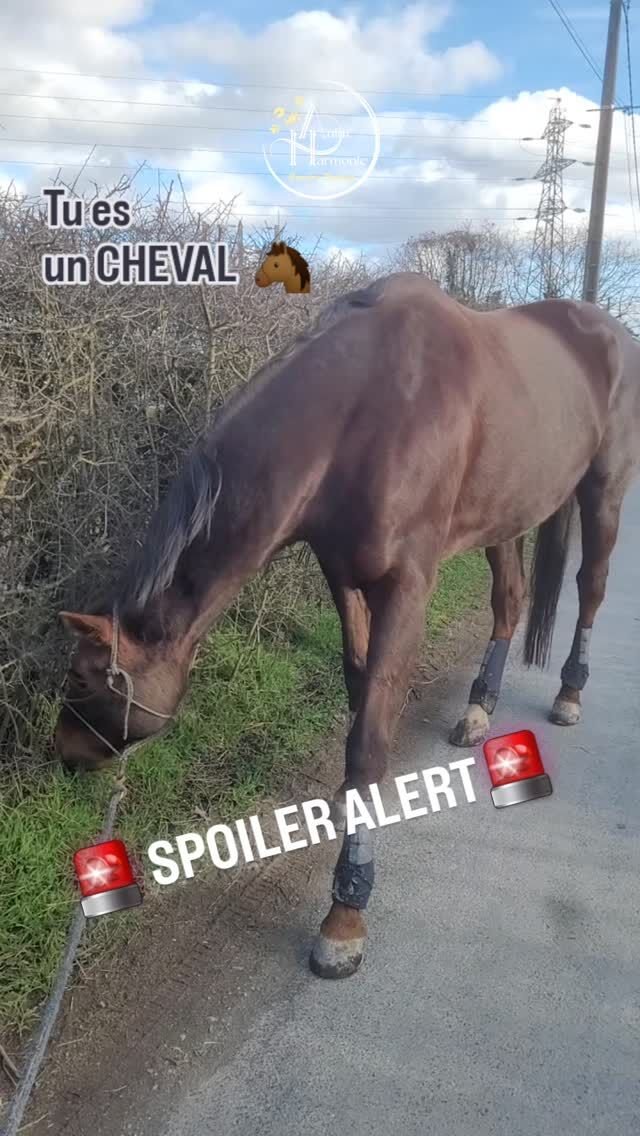 🐴 Dans le monde du cheval, nombreux sont les CONCEPTS exclusivement HUMAINS qui sont ATTRIBUÉS au CHEVAL, alimentant de fausses croyances qui  induisent en erreur et peuvent être DÉLÉTÈRENT voire DANGEREUSES pour la relation et le travail...💥Le fait de pouvoir se moquer ou tester le cavalier ou de culpabiliser s’il  tombe par exemple, ou de faire semblant dans un but précis, ou d’avoir la notion  du “bien” et du “mal”...
🚨 SPOILER ALERT : Tout cela est impossible !🌿 Le cheval, individu sentient, n’a pas conscience de tout ça, tout simplement car son cerveau d’herbivore n’a pas eu besoin de se développer dans ce sens pour assurer sa survie !📚 Tout cela est prouvé  scientifiquement dans les principes de l’apprentissage issus du site de l’ISES
(International Society for Equitation Science) et les publications scientifiques de Mc Greevy et Mc Lean en 2006 (McGreevy et McLean, 2006 [J]) notamment...✨️ Donc si un CHEVAL a un comportement INTENSE, DANGEREUX, INCONTRÔLABLE et que nous humains, on se sent mal / pas capable de gérer, qu'on a peur/est énervé/fatigué..., RECONNAÎTRE qu'on a BESOIN D'AIDE, qu'on n'y arrive pas/plus, accepter de ne pas comprendre, d'être faillible et de CONTACTER un PROFESSIONNEL du COMPORTEMENT équin bienveillant, respectueux et éthique est la + BELLE PREUVE D'AMOUR que nous puissions faire à ce compagnon qui partage notre vie 🐎♥️.🪷 Il ira beaucoup mieux et vous aussi 🫶🏻 !#comportementalisteanimalier #comportementducheval #comportementalisteequin #bienveillance #methodespositives #moncheval