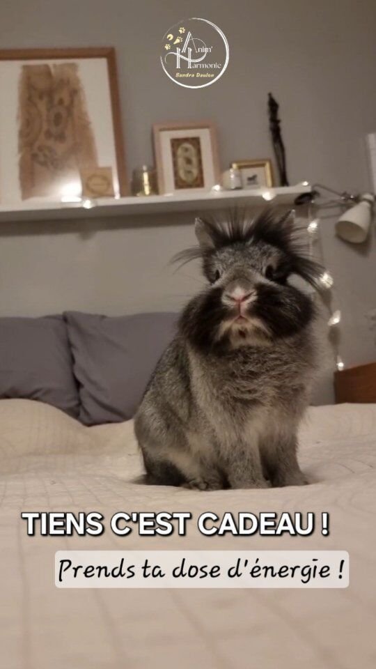 𝗩𝗼𝘂𝘀 𝗿𝗲𝗽𝗿𝗲𝗻𝗱𝗿𝗲𝘇 𝗯𝗶𝗲𝗻 𝘂𝗻𝗲 𝗱𝗼𝘀𝗲 𝗱'é𝗻𝗲𝗿𝗴𝗶𝗲 🔋🦘 ?Petit quart d'heure de folie pour BABOUNE 🐇
en garde "Comme à la maison 🏡"
pendant les congés de ses gardiens !Au menu 🍽 :
𝗗𝗲𝘀 𝘇𝗼𝗼𝗺𝗶𝗲𝘀 𝗲𝘁 𝗱𝗲𝘀 𝗯𝗶𝗻𝗸𝗶𝗲𝘀 𝗲𝗻 𝗳𝗼𝗹𝗶𝗲,
Aux trajectoires imprévisibles ⚡️,
À la vitesse aléatoire 🎢,... 𝗱𝗲 𝗾𝘂𝗼𝗶 𝗱é𝘀𝘁𝗮𝗯𝗶𝗹𝗶𝘀𝗲𝗿 + 𝗱'𝘂𝗻 𝗽𝗿é𝗱𝗮𝘁𝗲𝘂𝗿 𝗽𝗼𝘁𝗲𝗻𝘁𝗶𝗲𝗹 🤯😵‍💫😵🤣 !🔎 𝗘𝘁 𝗼𝘂𝗶 𝗹𝗲𝘀 𝗰𝗼𝗺𝗽𝗼𝗿𝘁𝗲𝗺𝗲𝗻𝘁𝘀 𝗱𝗲 𝗻𝗼𝘀 𝗹𝗮𝗽𝗶𝗻𝘀 𝗱𝗼𝗺𝗲𝘀𝘁𝗶𝗾𝘂𝗲𝘀 𝘀𝗼𝗻𝘁 𝗹𝗲𝘀 𝗺ê𝗺𝗲𝘀 𝗾𝘂𝗲 𝗰𝗲𝘂𝘅 𝗱𝗲 𝗹𝗲𝘂𝗿𝘀 𝗰𝗼𝘂𝘀𝗶𝗻𝘀 𝘀𝗮𝘂𝘃𝗮𝗴𝗲𝘀 !
Ils ont développé dans les garennes des stratégies adaptatives,  pour éviter leur prédation ! 
La morphologie et l'agilité de ces athlètes nés leur sauvent souvent la mise...💡 𝗘𝗻 𝗰𝗮𝗽𝘁𝗶𝘃𝗶𝘁é 𝗰𝗼𝗺𝗺𝗲 𝗶𝗰𝗶, 𝘀𝗶 𝗹𝗲𝘀 𝗰𝗼𝗺𝗽𝗼𝗿𝘁𝗲𝗺𝗲𝗻𝘁𝘀 𝗱𝗲 𝗯𝗼𝗻𝗱𝗶𝗿 𝗲𝘁 𝘀𝗮𝘂𝘁𝗲𝗿 𝗳𝗼𝗻𝘁 𝘁𝗼𝘂𝗷𝗼𝘂𝗿𝘀 𝗽𝗮𝗿𝘁𝗶𝗲 𝗱𝗲 𝗹𝗲𝘂𝗿 é𝘁𝗵𝗼𝗴𝗿𝗮𝗺𝗺𝗲 (catalogue descriptif de comportements observables), 𝗶𝗹𝘀 𝗿𝗲𝗳𝗹è𝘁𝗲𝗻𝘁 𝗽𝗹𝘂𝘀 𝘀𝗼𝘂𝘃𝗲𝗻𝘁 𝗹'𝗲𝘅𝗽𝗿𝗲𝘀𝘀𝗶𝗼𝗻 𝗱𝗲 𝗹𝗲𝘂𝗿 𝗷𝗼𝗶𝗲 𝗱𝗲 𝘃𝗶𝘃𝗿𝗲 🤗 !Tel un 🐕 qui gambade tout heureux, ou un 🐈‍⬛ qui nous gratifie de chouettes pirouettes !Ici cela en est une belle illustration que Baboune nous offre en observation !🙋🏻‍♀️ Envie que ça swingue du pompon aussi chez vous ?
📩 Contactez-moi pour améliorer le bien-être et le comportement de votre 🐰🐱🐶🐴