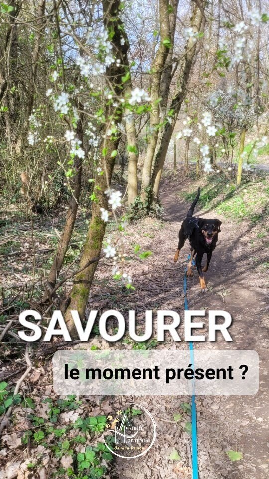 SAVOURER le moment présent 🌿✨️...
sans CRAINTE d'être DÉPASSÉ
par un comportement... ?Avec un animal présentant de la RÉACTIVITÉ
c'est parfois très compliqué... 💥🤯🧨Impossible de se détendre,
ou alors on reste toujours un peu crispé•e,
on anticipe, on change nos plans...
quand on ne renonce pas carrément 🫠 !💡 Et si je vous disais
qu'il n'y a pas d'âge pour améliorer les choses,
que votre animal gagnera en bien-être
et en apaisement général 🤗 ?🪷 Et que de votre côté aussi
vous ayez tout à gagner à être accompagnés : temps, sécurité, énergie, sérénité 🧘‍♀️🧘‍♂️ ?➡️ Contactez-moi pour en discuter 📨🐾🫶🏻 !#comportementalisteanimalier #educationchien #comportementalistecanin #educationpositivechien #bienetreanimal