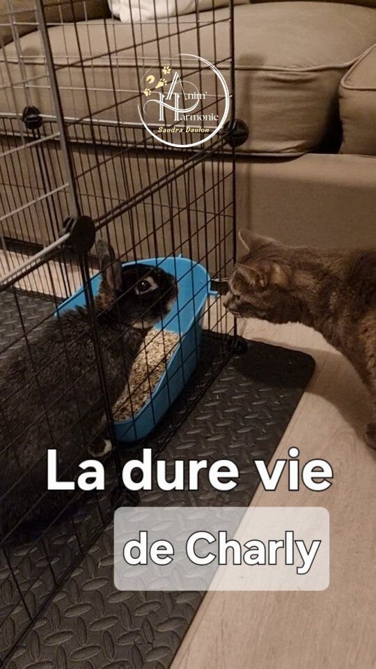 Dur dur d'être Charly 😹😹😹 !Et chez vous, les relations entre vos differents animaux, ça se passe comment 🐶🐴🐰🐱 ?Promis si c'est parfois la galère c'est pas une fatalité, ça peut s'améliorer 🤪 !
(Si besoin suis pas loin pour vous y aider !)#cohabitationinterespeces #comportementalisteanimalier #petsitterlife❤️ #familledaccueillapin #comportementalistefelin