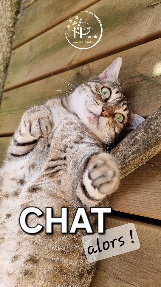 𝗦𝗶 𝗻𝗼𝘂𝘀 𝗮𝘃𝗼𝗻𝘀 𝘁𝗼𝘂𝘀 𝗱𝗲𝘀 𝗲𝘅𝗽é𝗿𝗶𝗲𝗻𝗰𝗲𝘀 𝗱𝗲 𝘃𝗶𝗲 à 𝗹𝗲𝘂𝗿𝘀 𝗰ô𝘁é𝘀 𝗲𝘁 𝗱𝗲𝘀 𝗰𝗼𝗻𝗻𝗮𝗶𝘀𝘀𝗮𝗻𝗰𝗲𝘀 𝗱𝗶𝗳𝗳é𝗿𝗲𝗻𝘁𝗲𝘀 𝘀𝘂𝗿 𝗹𝗲𝘀 𝗰𝗵𝗮𝘁𝘀,📆 Ce n'est ni le nombre d'années à leur contact,
🔊 Ni les conseils de Micheline la voisine
🛜💻 Ni encore Internet et les réseaux sociaux
𝗾𝘂𝗶 𝘀𝗼𝗻𝘁 𝘀𝘂𝗳𝗳𝗶𝘀𝗮𝗻𝘁𝘀 𝗽𝗼𝘂𝗿 𝗮𝗽𝗽𝗿é𝗵𝗲𝗻𝗱𝗲𝗿
𝗹𝗮 𝗿é𝗮𝗹𝗶𝘁é 𝗱𝘂 𝗺𝗼𝗻𝗱𝗲 𝗱𝗮𝗻𝘀 𝗹𝗮𝗾𝘂𝗲𝗹𝗹𝗲 é𝘃𝗼𝗹𝘂𝗲𝗻𝘁
𝗹𝗲𝘀 𝗰𝗵𝗮𝘁𝘀 🐱.🐈 Y compris chez certains professionnels du secteur animalier évoluant à leur contact, 𝗯𝗲𝘀𝗼𝗶𝗻𝘀 𝗳é𝗹𝗶𝗻𝘀 et 𝗿𝗲𝗹𝗮𝘁𝗶𝗼𝗻 𝗵𝘂𝗺𝗮𝗶𝗻-𝗰𝗵𝗮𝘁 𝘀𝗼𝘂𝗳𝗳𝗿𝗲𝗻𝘁 de 𝗳𝗮𝘂𝘀𝘀𝗲𝘀 𝗰𝗿𝗼𝘆𝗮𝗻𝗰𝗲𝘀 et 𝗺é𝗰𝗼𝗻𝗻𝗮𝗶𝘀𝘀𝗮𝗻𝗰𝗲 𝗮𝘀𝘀𝗼𝗰𝗶é𝗲.OR... 𝗔𝗣𝗣𝗥𝗘𝗡𝗗𝗥𝗘 à 𝗠𝗜𝗘𝗨𝗫 𝗹𝗲𝘀 𝗖𝗢𝗠𝗣𝗥𝗘𝗡𝗗𝗥𝗘...🐾 C'est mieux les 𝗔𝗜𝗠𝗘𝗥 ❤️🔥🐾 C'est mieux 𝗜𝗡𝗧𝗘𝗥𝗔𝗚𝗜𝗥 avec eux 😻🐾 C'est mieux 𝗥É𝗔𝗚𝗜𝗥 devant certains 𝗖𝗢𝗠𝗣𝗢𝗥𝗧𝗘𝗠𝗘𝗡𝗧𝗦 🐈⬛🐾 C'est mieux 𝗔𝗡𝗧𝗜𝗖𝗜𝗣𝗘𝗥 certaines de leurs 𝗥É𝗔𝗖𝗧𝗜𝗢𝗡𝗦 ⚠️🐾 C'est aussi 𝗠𝗘𝗧𝗧𝗥𝗘 À 𝗝𝗢𝗨𝗥 ses 𝗖𝗢𝗡𝗡𝗔𝗜𝗦𝗦𝗔𝗡𝗖𝗘𝗦 pour débunker croyances erronées et projections associées💯🕵🏻♀️🐾 C'est 𝗣𝗥É𝗩𝗘𝗡𝗜𝗥 les 𝗔𝗖𝗖𝗜𝗗𝗘𝗡𝗧𝗦 par griffures et morsures 🙀💥🐾 C'est 𝗦𝗢𝗥𝗧𝗜𝗥 d'une 𝗩𝗜𝗦𝗜𝗢𝗡 𝗔𝗡𝗧𝗛𝗥𝗢𝗣𝗢𝗖𝗘𝗡𝗧𝗥É𝗘 pour une 𝗩𝗜𝗦𝗜𝗢𝗡 É𝗖𝗢𝗖𝗘𝗡𝗧𝗥É𝗘 🌍🧠 Les connaissances en science du comportement (l'éthologie) et en neurosciences notamment évoluent en permanence🙋🏻♀️ Une de mes missions ?
𝗟𝗲𝘀 𝘃𝘂𝗹𝗴𝗮𝗿𝗶𝘀𝗲𝗿 𝗲𝘁 𝗹𝗲𝘀 𝗿𝗲𝗻𝗱𝗿𝗲 𝗮𝗰𝗰𝗲𝘀𝘀𝗶𝗯𝗹𝗲𝘀 𝗮𝘂 𝗽𝗹𝘂𝘀 𝗴𝗿𝗮𝗻𝗱 𝗻𝗼𝗺𝗯𝗿𝗲 𝗲𝗻 𝗽𝗹𝗮ç𝗮𝗻𝘁 𝗹𝗮 𝗿𝗲𝗹𝗮𝘁𝗶𝗼𝗻 𝗲𝘁 𝗹𝗲𝘀 é𝗺𝗼𝘁𝗶𝗼𝗻𝘀 𝗮𝘂 𝗰œ𝘂𝗿 𝗱𝗲 𝗺𝗮 𝗽𝗿𝗮𝘁𝗶𝗾𝘂𝗲 ❤️.🔎 Que vous connaissiez les chats depuis longtemps
- ou pas,
🔎 Que vous soyez gardien de félins - ou pas (- ou pas encore !),
🔎 Que vous en côtoyez régulièrement ou parfois,
chez des amis, de la famille...=> 𝗖𝗲𝘀 𝗰𝗼𝗻𝗻𝗮𝗶𝘀𝘀𝗮𝗻𝗰𝗲𝘀 à 𝗽𝗼𝗿𝘁é𝗲 𝗱𝗲 𝗽𝗮𝘁𝘁𝗲𝘀 🐾, 𝗲𝘂𝗵 𝗱𝗲 𝗺𝗮𝗶𝗻𝘀 😹 :
✨️ Inscrivez-vous vite à un atelier thématique collectif
✨️ Ou réservez votre séance individuelle personnalisée