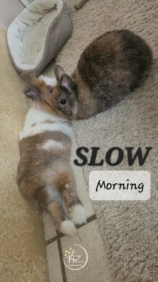 Comme un jeudi matin chez notre petit couple de 🐇🐇🥰.🏡 Les RÉSERVATIONS pour GARDE à la MAISON
de lapins et autres petits mammifères NACs
se remplissent pour les prochains mois, notamment ponts et vacances scolaires.NE TARDEZ PLUS si vous avez besoin de dates précises pour une prise en charge VIP
de vos loulous 😎❤️.➡️ Toutes les informations sont disponibles
sur mon site internet 💻 (lien en bio)
Ou par ☎️ ou 📧 !#bienetreanimal #comportementanisteanimalier #petsitterslife❤️ #petsitterlyon #comportementalistelapin