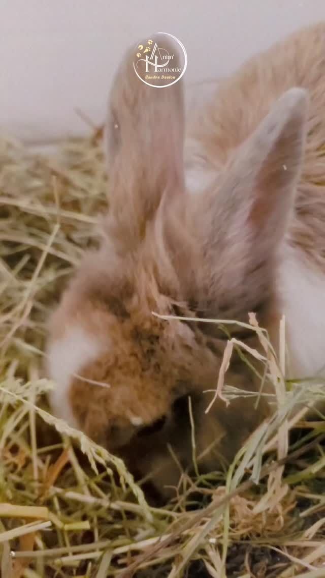 Aller GO en février on passe à l'action 💪🏻🐾 !
Je vous aide à vous lancer et ensemble on va embellir la vie avec votre 🐕🐈🐎🐇 !F – Faire ce fameux petit pas pour vous sortir d'une situation qui ne vous convient plus avec votre compagnon 👣
É – Être en confiance pour entamer un travail comportemental avec votre animal : c'est ma priorité que vous le soyez 🫶🏻 !
V – Voir les 1ers progrès rapidement après un accompagnement avec moi 🤩
R – Reprendre espoir que non seulement c'est possible d'améliorer les choses mais que cela fonctionne grâce à ce que vous avez mis en place 🔥 !
I – Ignorer vos doutes qui peuvent parfois resurgir, et si besoin souvenez-vous que je ne suis pas loin 🙋🏻‍♀️
E – Être fièr•e de vous d'avoir maintenant des clés de compréhension pour aider votre animal et de savoir vous en servir au quotidien 💯 !
R – Retrouver l'harmonie avec votre poilu, et au-delà dans votre foyer car tout le monde bénéficiera de l'apaisement général ❤️✨️RDV en mp ou sur Calendly (lien en bio) pour changer enfin votre vie ! ✨️#comportementalisteanimalier #bienetreanimal #comportementalistecanin #comportementalisteequin #comportementalistefelin #comportementalistelapin
#methodespositives #bilancomportemental #bienveillanceeducative #bienetreduchat #bienetreduchien #bienetredulapin #bienetreducheval #stopabandon