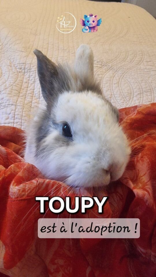 ✨️ 𝗧𝗢𝗨𝗣𝗬 est à l'adoption ! ✨️
Pour l'association @lespattounesheureuses 🐰À 𝘁𝗼𝘂𝘁 𝗷𝘂𝘀𝘁𝗲 1 𝗮𝗻 𝗶𝗹 𝗮 𝗱é𝗷à 𝘃é𝗰𝘂 1001 𝘃𝗶𝗲𝘀 !Ses besoins et son consentement n'ayant pas toujours été respectés dans son ancienne vie ❤️‍🩹 un travail de réhabilitation comportementale a été mené afin qu'il se sente enfin en sécurité physique, psychologique et émotionnelle.🪷 𝗔𝗽𝗮𝗶𝘀é, 𝗲𝘁 𝗱é𝘀𝗼𝗿𝗺𝗮𝗶𝘀 𝗯𝗶𝗲𝗻 𝗱𝗮𝗻𝘀 𝘀𝗲𝘀 𝗽𝗮𝘁𝘁𝗲𝘀, il est 𝘁𝗿è𝘀 à 𝗹'𝗮𝗶𝘀𝗲 𝗮𝘃𝗲𝗰 𝗹𝗲𝘀 𝗵𝘂𝗺𝗮𝗶𝗻𝘀 dont il 𝗮𝗽𝗽𝗿é𝗰𝗶𝗲 𝗹𝗲𝘀 𝗰𝗮𝗿𝗲𝘀𝘀𝗲𝘀 𝗲𝘁 𝗴𝗿𝗮𝘁𝗼𝘂𝗹𝗹𝗲𝘀 𝗾𝘂𝗮𝗻𝗱 𝗶𝗹 𝗲𝘀𝘁 𝗲𝗻 𝗰𝗼𝗻𝗳𝗶𝗮𝗻𝗰𝗲 et qu'il gratifie même de grooming lorsque l'ambiance est à la détente 👅 !🐰 𝗩𝗶𝗳, 𝗰𝘂𝗿𝗶𝗲𝘂𝘅 𝗲𝘁 𝗲𝘅𝗽𝗿𝗲𝘀𝘀𝗶𝗳, 𝗶𝗹 𝗮𝗶𝗺𝗲 𝗲𝘅𝗽𝗹𝗼𝗿𝗲𝗿, 𝗷𝗼𝘂𝗲𝗿, 𝗮𝗽𝗽𝗿𝗲𝗻𝗱𝗿𝗲 𝗱𝗲𝘀 𝘁𝗼𝘂𝗿𝘀 𝗿𝗲𝗻𝗳𝗼𝗿𝗰é𝘀 𝗮𝘃𝗲𝗰 𝗱𝗲𝘀 𝗳𝗿𝗶𝗮𝗻𝗱𝗶𝘀𝗲𝘀 𝗲𝘁 𝘀𝘂𝗿𝘁𝗼𝘂𝘁 𝗺𝗮𝗻𝗴𝗲𝗿 😋 !✨️ C’est un petit lapin qui aura besoin d’un 𝗲𝗻𝘃𝗶𝗿𝗼𝗻𝗻𝗲𝗺𝗲𝗻𝘁 𝗰𝗮𝗹𝗺𝗲, 𝘀𝘁𝗮𝗯𝗹𝗲, 𝗽𝗿é𝗱𝗶𝗰𝘁𝗶𝗯𝗹𝗲 𝗲𝘁 𝗿𝗮𝘀𝘀𝘂𝗿𝗮𝗻𝘁 𝗽𝗼𝘂𝗿 𝘀’é𝗽𝗮𝗻𝗼𝘂𝗶𝗿 𝗽𝗹𝗲𝗶𝗻𝗲𝗺𝗲𝗻𝘁.🛖 Il attend désormais un 𝗳𝗼𝘆𝗲𝗿 𝗱𝗼𝘂𝘅 𝗲𝘁 𝗯𝗶𝗲𝗻𝘃𝗲𝗶𝗹𝗹𝗮𝗻𝘁 pour lui offrir la vie qu'il mérite, 𝗲𝗻 𝗹𝗶𝗯𝗲𝗿𝘁é et 𝗮𝘃𝗲𝗰 𝘂𝗻𝗲 𝗹𝗮𝗽𝗶𝗻𝗲 ce serait le + heureux !📨 Contact @lespattounesheureuses🙋🏻‍♀️ Si besoin, je peux vous accompagner pour 𝘀𝗲𝘀 1𝗲𝗿𝘀 👣 𝗰𝗵𝗲𝘇 𝘃𝗼𝘂𝘀 et pour la 𝗺𝗶𝘀𝗲 𝗲𝗻 𝗽𝗹𝗮𝗰𝗲 𝗱'𝘂𝗻𝗲 𝗰𝗼𝗵𝗮𝗯𝗶𝘁𝗮𝘁𝗶𝗼𝗻 𝘀𝘁𝗮𝗯𝗹𝗲 𝗲𝘁 𝗽é𝗿𝗲𝗻𝗻𝗲 𝗮𝘃𝗲𝗰 𝘂𝗻𝗲 𝗰𝗼𝗻𝗴é𝗻è𝗿𝗲 🐇💘🐇, n'hésitez pas à me contacter !#adoptdontshop #familledaccueil #comportementalistelapin #méthodelima #methodespositives