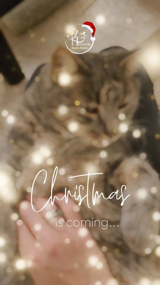 Mes compagnons et moi-même vous souhaitons à tous, petits et grands, de très belles fêtes de fin d'année ✨️🫶🏻🐾Prenez soin de vous, d'eux et de vos proches ♥️.#animallover #animaldomestique #animalcare #doglover #catlover #rabbitlover #horselover #adoptionresponsable #comportementdulapin
#bienetreanimal #comportementalisteanimalier #comportementanimal #stopabandon #comportementduchat #monchienmonamour #comprtementalisteequin #comportementalistecanin #animallovers