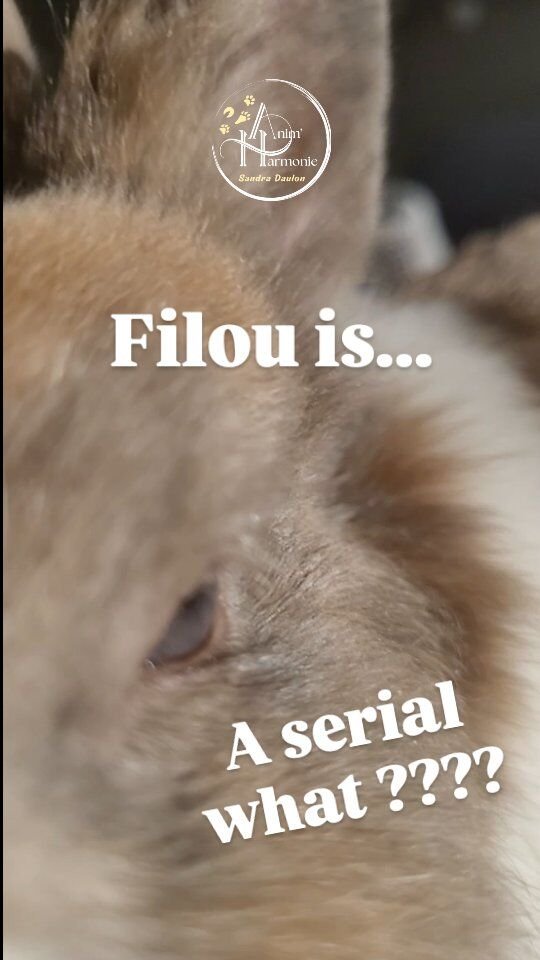 Filou a une passion et un talent qui en ferait rêver + d'une 🐇 😏... mais laquelle 😁 ?Réponse ici 🔝!!!Et dites-moi + bas en sondage ce que vous en pensez !!!#lapinnain #lapinabandonne #adoptionlapin #lapinou #lapintetedelion #lapintêtedelion🦁 #comportementdulapin #cohabitationlapin #adoptdontshop #adoptme #stopabandonVous pensiez qu'elle était aussi longue 🙃 ?