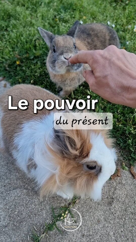 Qu'importe ce qui a pu se passer "avant", on ne peut plus rien y faire 💥
♥️ Ce qui compte c'est ce que l'on met en place MAINTENANT pour nos animaux 🐇🐎🐈🐕.
➡️ Afin de rendre possible tout ce dont ils rêvent et que l'on souhaite pour eux demain...🔅 Aimer mieux son animal en comprenant sa manière d'appréhender le monde 🧠
🔅 Aimer mieux son animal en mettant en place des aménagements dans son environnement pour répondre à ses besoins 🌿
🔅 Aimer mieux son animal plen développant une relation belle et respectueuse 🫶🏻
🔅 Aimer mieux son animal en respectant son intégrité physique, psychologique et émotionnelle dans nos interactions et ses apprentissages 🪷
🔅 Aimer mieux son animal en se faisant accompagner par un professionnel si on se sent dépassé 🆘️#bienetreanimal #methodespositives #comportementalisteanimalier #éthologie #adoptdontshop