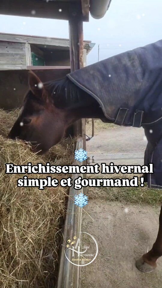 ❄️ Idée simple et gourmande d'enrichissement hivernal pour les 🐎 ❄️Un enrichissement alimentaire, ludique et cognitif 😋 qui en plus contribue à l'hydratation des 🐴 qui boivent moins en cette période !Testez et dites-moi si les vôtres ont aimé 🤗 !Au plaisir d'échanger pour d'autres idées pour améliorer le bien-être de vos compagnons 🐾, en présentiel et en visio 🙋🏻‍♀️ !Et pour rappel je vous OFFRE un 1er contact téléphonique avec moi de 15 minutes 🎁 pour discuter ensemble de vos besoins avec vos 🐎🐈🐕🐇 !Lien en bio sur Calendly ☎️🗓
