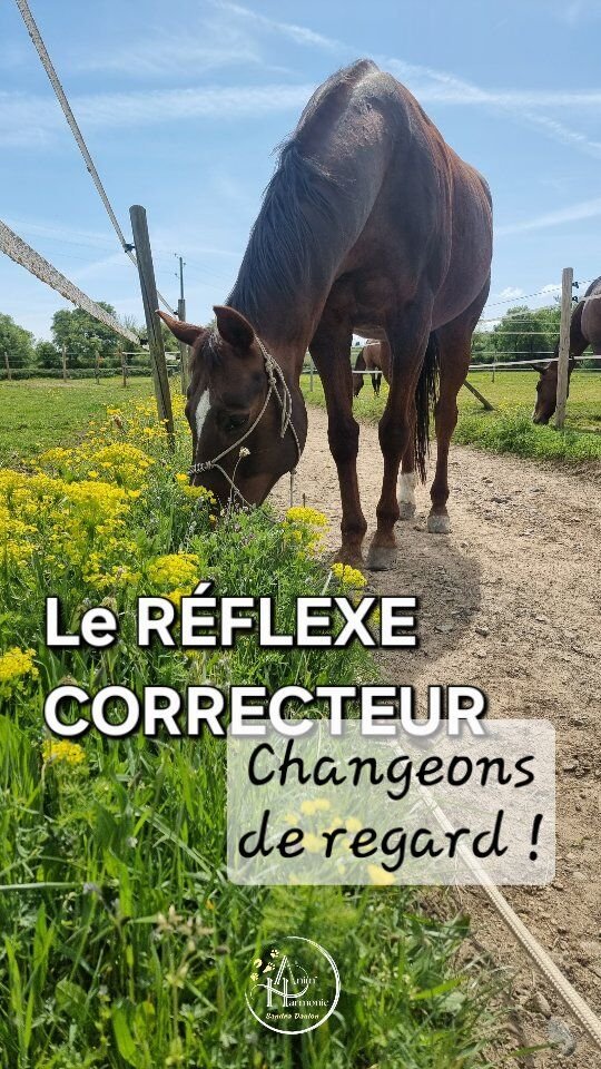Le “𝗿é𝗳𝗹𝗲𝘅𝗲 𝗰𝗼𝗿𝗿𝗲𝗰𝘁𝗲𝘂𝗿”… vous voyez de quoi je parle 👀 ?Ce moment où quelqu’un vous dit (souvent sans demander) quoi faire pour “corriger” le comportement de votre animal, 🐕, 🐈, 🐎, 🐇.
➡️ 𝗲𝘁 𝘀𝗼𝘂𝗱𝗮𝗶𝗻, 𝗶𝗹 𝗳𝗮𝘂𝗱𝗿𝗮𝗶𝘁 𝗷𝘂𝘀𝘁𝗲… 𝗮𝗿𝗿ê𝘁𝗲𝗿 𝗰𝗲 𝗰𝗼𝗺𝗽𝗼𝗿𝘁𝗲𝗺𝗲𝗻𝘁.❓ Mais quand on ne comprend pas vraiment ce qu’il se passe… 𝗮𝗹𝗼𝗿𝘀 𝗼𝗻 𝗰𝗵𝗲𝗿𝗰𝗵𝗲 à 𝗳𝗮𝗶𝗿𝗲 𝘁𝗮𝗶𝗿𝗲.💥 Créer un électrochoc,
provoquer un changement rapide.
𝗦𝗮𝘂𝗳 𝗾𝘂𝗲 ç𝗮 𝗻𝗲 𝗺𝗮𝗿𝗰𝗵𝗲 𝗽𝗮𝘀 𝗰𝗼𝗺𝗺𝗲 ç𝗮 ❌Parce que derrière vous :
⏳ 𝗲𝘀𝘀𝗮𝘆𝗲𝘇 𝗱é𝗷à
🧠 𝗰𝗵𝗲𝗿𝗰𝗵𝗲𝘇
🧮 𝘁𝗲𝘀𝘁𝗲𝘇Et pourtant :
😔 𝗿𝗶𝗲𝗻 𝗻𝗲 𝗰𝗵𝗮𝗻𝗴𝗲 𝘃𝗿𝗮𝗶𝗺𝗲𝗻𝘁
😔 𝘃𝗼𝘂𝘀 𝘃𝗼𝘂𝘀 𝘀𝗲𝗻𝘁𝗲𝘇 𝗶𝗻𝗰𝗼𝗺𝗽𝗿𝗶𝘀•𝗲
😔 𝗽𝗮𝗿𝗳𝗼𝗶𝘀 𝗺ê𝗺𝗲 𝗱é𝗰𝗼𝘂𝗿𝗮𝗴é•𝗲, 𝘀𝗲𝘂𝗹•𝗲 𝗳𝗮𝗰𝗲 à 𝗹𝗮 𝘀𝗶𝘁𝘂𝗮𝘁𝗶𝗼𝗻𝗖𝗲 𝗰𝗼𝗺𝗽𝗼𝗿𝘁𝗲𝗺𝗲𝗻𝘁, 𝗾𝘂𝗲 𝗰𝗲 𝘀𝗼𝗶𝘁 𝗹𝗲 𝘃ô𝘁𝗿𝗲 𝗼𝘂 𝗰𝗲𝗹𝘂𝗶 𝗱𝗲 𝘃𝗼𝘁𝗿𝗲 𝗮𝗻𝗶𝗺𝗮𝗹, 𝗻’𝗲𝘀𝘁 𝗽𝗮𝘀 “𝗷𝘂𝘀𝘁𝗲 𝘂𝗻 𝗽𝗿𝗼𝗯𝗹è𝗺𝗲” à 𝗰𝗼𝗿𝗿𝗶𝗴𝗲𝗿.💡 C’est souvent une adaptation, une façon de faire face, ou simplement… une impossibilité de faire autrement.𝙀𝙩 + 𝙤𝙣 𝙛𝙤𝙧𝙘𝙚, + ç𝙖 𝙥𝙚𝙪𝙩 :
⚡ 𝘳𝘦𝘯𝘧𝘰𝘳𝘤𝘦𝘳 𝘭𝘢 𝘤𝘶𝘭𝘱𝘢𝘣𝘪𝘭𝘪𝘵é
⚡ 𝘢𝘤𝘤𝘦𝘯𝘵𝘶𝘦𝘳 𝘭𝘦 𝘮𝘢𝘭-ê𝘵𝘳𝘦
⚡ 𝘤𝘳é𝘦𝘳 𝘦𝘯𝘤𝘰𝘳𝘦 + 𝘥𝘦 𝘥𝘪𝘴𝘵𝘢𝘯𝘤𝘦 𝘦𝘵 𝘥’𝘪𝘴𝘰𝘭𝘦𝘮𝘦𝘯t