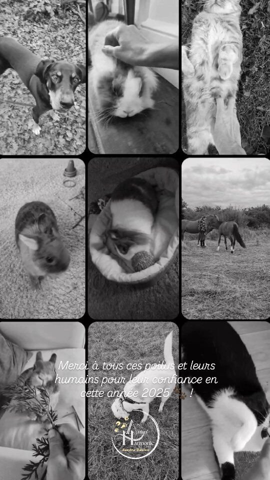 ✨️ Oui oui je sais, 2025 n'est pas encore terminée ⏳️ et le planning d'accompagnemen continue de se remplir en ce dernier mois de l'année 🗓....🎄 Mais décembre invite à regarder dans le retroviseur des 11 derniers mois... et cela me donne tellement de baume au ❤️ d'avoir pu accompagner déjà tant de binômes Humains-Animal 🐈‍⬛🐎🐇🐕!🐾 Chaque rencontre, chaque histoire, chaque parcours... tellement uniques... me facinent, et chaque progrès que vous réalisez pour gagner en harmonie m'apporte tellement de joie 😍 !Alors MERCI 🙏🏻 MERCI de me permettre de vivre la vie dont j'ai toujours rêvée 😻, entourée d'animaux humains et non humains 😉 !Cela c'est grâce à VOUS 🫶🏻, vous qui me faites confiance pour me laisser une place précieuse de guide bienveillant et non- jugeant, qui me laissez entrevoir l'intime de vos relations avec vos animaux, vous qui vous apaisez en gagnant confiance et clés de compréhensions pour améliorer la vie de vos compagnons... et la vôtre aussi 💞.Cela me porte et me donne un énergie incroyable 🔥 pour aider et accompagner davantage d'humains petits et grands avec leur poilus adorés ✨️ !!!Dans ce petit réel vous reconnaîtrez :
... les animaux qui partagent ma vie : Summer 🐴, Charly 🐱, Câline et Flamme 🐰🐰, ainsi que Filou à l'adoption 🐰 et ma regretée petite Neige 🐹🌟,
... une partie des incroyables 🐶🐴🐱🐰 que j'ai eu la chance de rencontrer dans mon activité professionnelle 🐾#comportementalisteanimalier #methodespositives #comportementalistecanin #comprtementalisteequin #doglover #catlover #comprtementalistefelin #horselover #rabbitlover #comportementalistelapin #relationhommeanimal